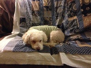 Daisy likes sashiko. And quilts.