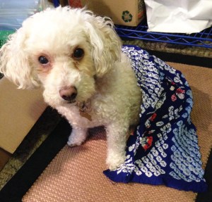 Daisy modeling the warm fabric fresh from the dryer.